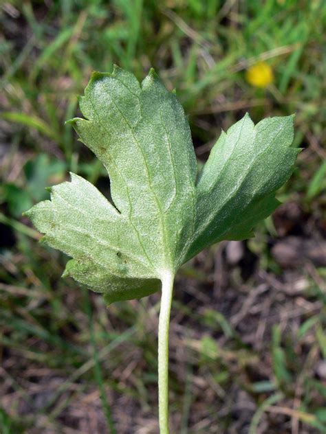 Ranunculus japonicus - Изображение особи - Плантариум