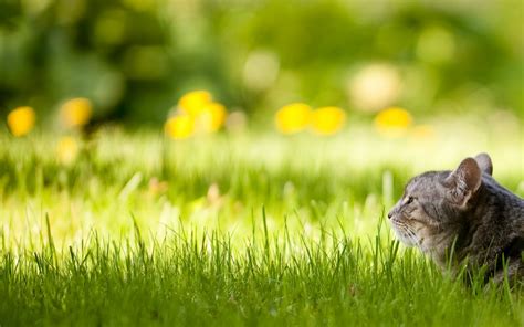 Fondos De Pantalla Cara Luz De Sol Gato Naturaleza Césped Campo