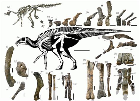 Five New Dinosaurs Species Discovered in 2019 | MY DINOSAURS