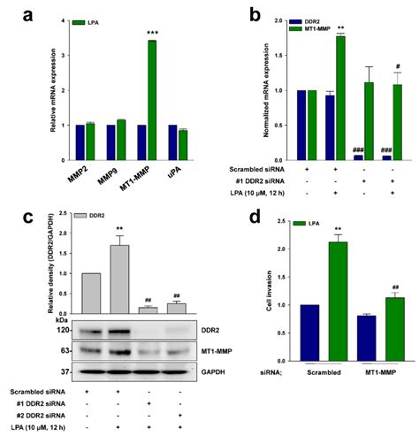 Ddr2 Mediates Lpa Induced Mt1 Mmp Expression A The Serum Starved Es2