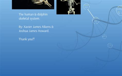 The human & dolphin skeletal system by Xavier Aikens on Prezi