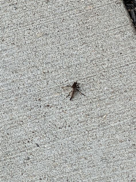 Long scary flying bug : r/whatsthisbug