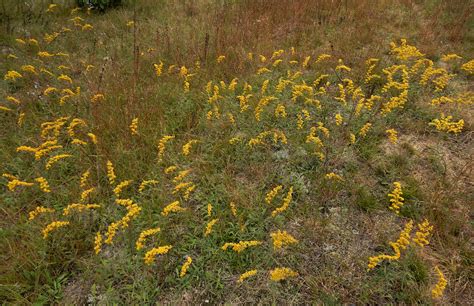 Gray Goldenrod Solidago Nemoralis Sand Barrens Of Jackso Flickr