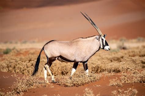 Antílope raro pescoço ferido pelo próprio chifre raridade na natureza