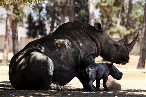 Baby rhino born in Israeli zoo | Reuters