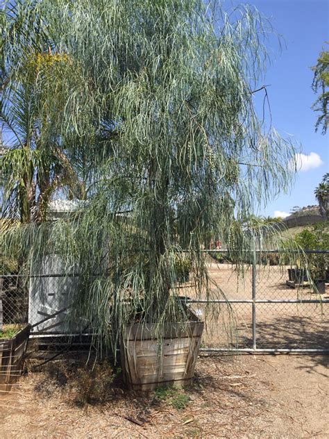 Shoestring Acacia 350 At Tropical Nursery Tropical Nursery Plants