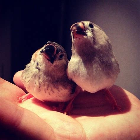 Baby Zebra Finches Instagram Nambon Zebra Finch Baby Zebra Zebra