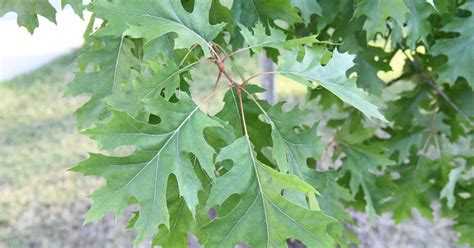 Shumard Oak Shelby Arboretum