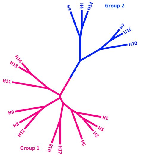 A Phylogenetic Tree Of The Influenza Haemagglutinins H1 To H18 The Has