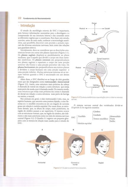 Morfologia Externa