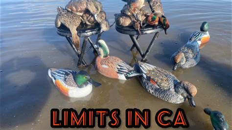 Limits Keep Coming Ca Public Land Duck Hunt Youtube