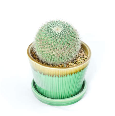 Indoor Cactus Names