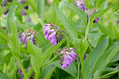 Comfrey Root Cuttings Qty Renewed Homestead