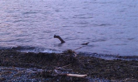 Sea Monster Spotted on Crescent Beach - theOrcasonian.com