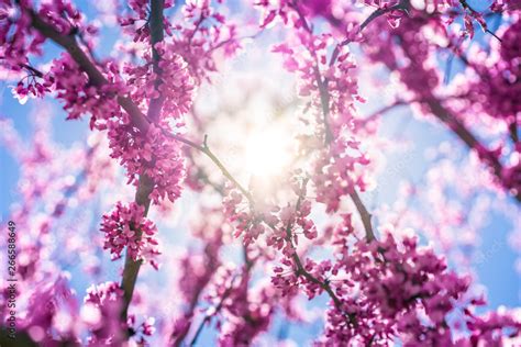 Blossom purple flower tree on blue sky background, wallpaper backdrop, spring Stock Photo ...