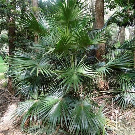 Livistona Decipiens Ribbon Fan Palm Australian Plants Online