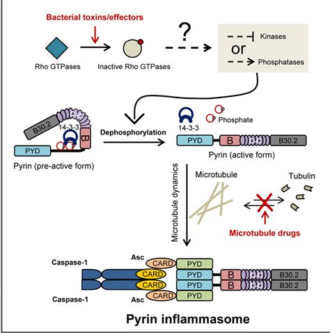 Figure From Site Specific Phosphorylation And Microtubule Dynamics