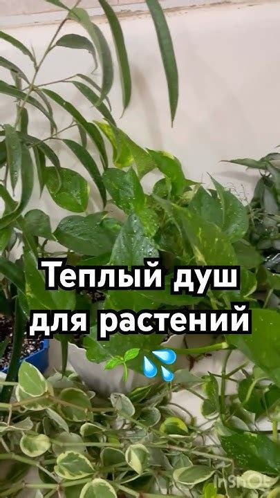 Теплый душ для растений 🌱🙄 - YouTube