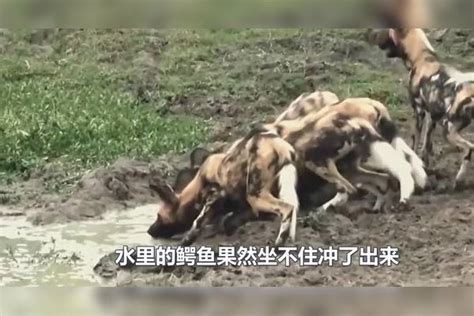 野狗群想要吃鳄鱼肉，假借喝水设下圈套，鳄鱼成功上钩！（1）圈套鳄鱼成功