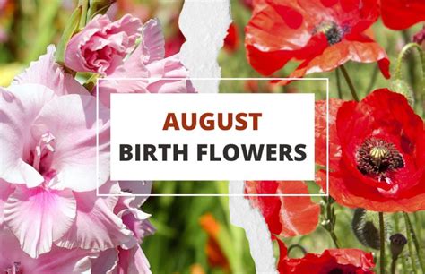 August Birth Flowers Gladiolus And Poppy Symbol Sage