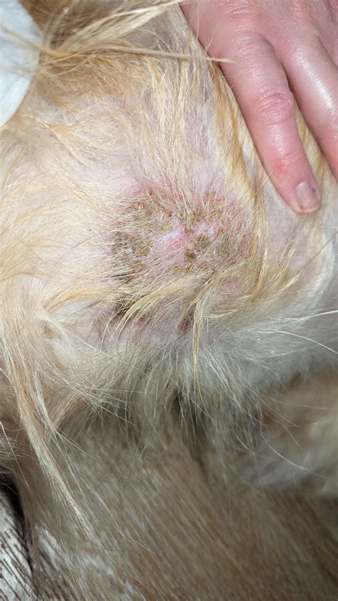 Dog dermatitis : r/VeterinarianAdvice