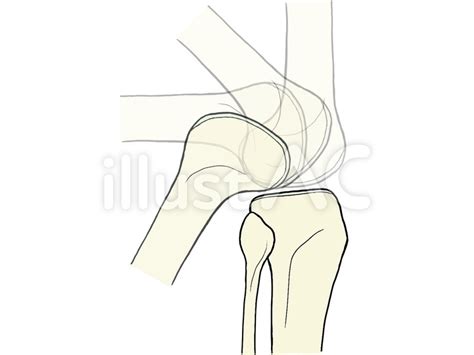 外側から見た膝関節 曲がり方 影なしイラスト No 22861882／無料イラストフリー素材なら「イラストac」