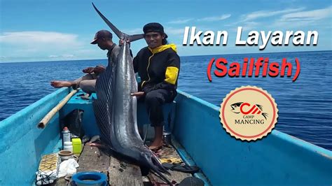 Strike Ikan Layaran Sailfish Sensasi Menaklukannya Camp Mancing