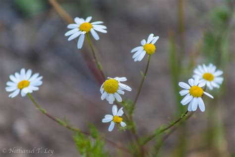 Scentless Chamomile - Rocky Mountain Biological Laboratory