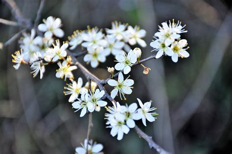 Flores Brancas Galhos Primavera Foto Gratuita No Pixabay Pixabay