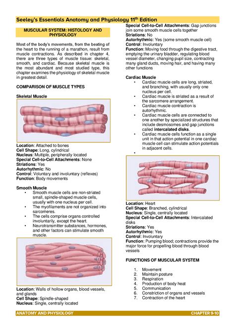 Copy Of Transes C7 Muscular Anatomy And Physiology MUSCULAR SYSTEM