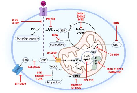 Metabolic Pathways Responsive To Myc Deregulation And Their Inhibitors