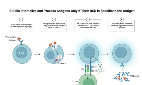 B Cells Internalize And Process Antigens Only If Their Bcr Is Specific To The Antigen