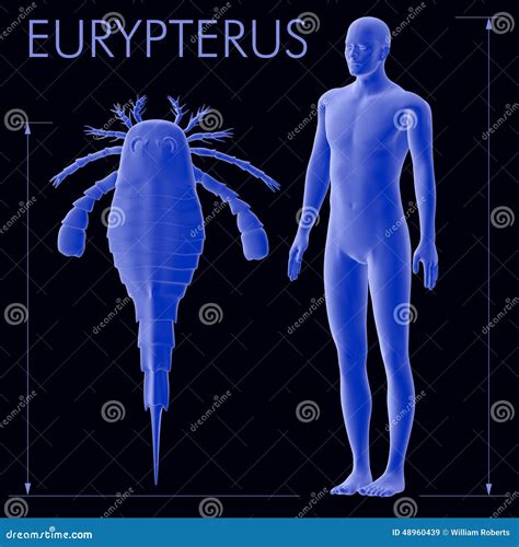 Eurypterus And Human Size Comparison Stock Illustration | CartoonDealer ...