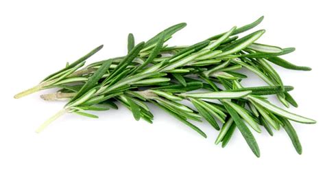 Twig Of Rosemary Stock Photo By ©margo555 17350505