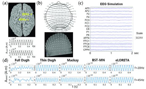 A The Cortical Location And Temporal Activities Of Two Simulated