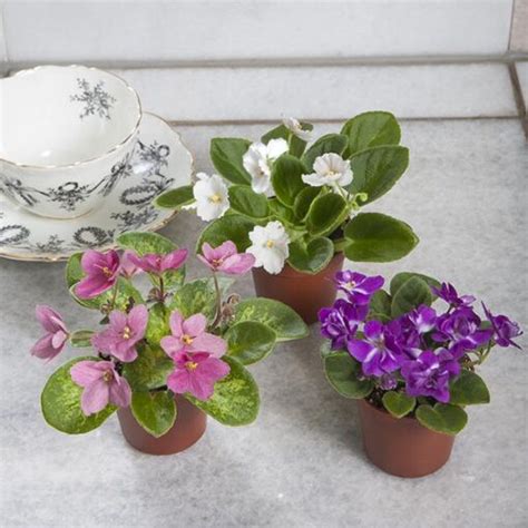 Miniature African Violet Collection (Saintpaulia hybrids)