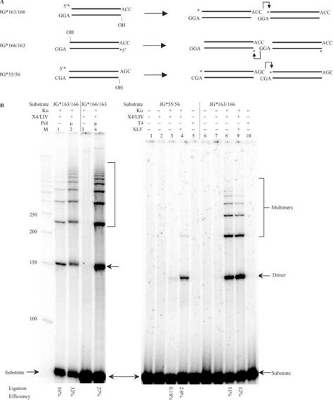 Dna Substrates With A Gap Are Ligated By Xrcc Ligase Iv In A