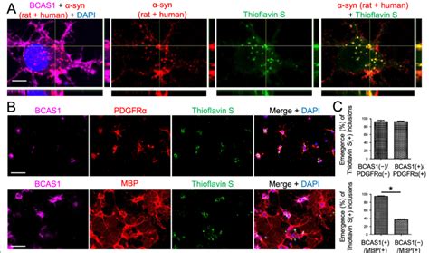 Extracellularly Applied Recombinant Human α Syn Pffs Induced