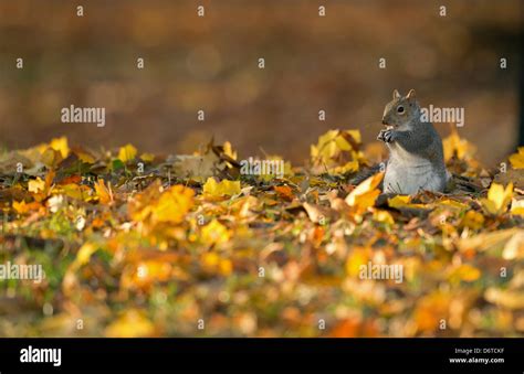 Gris Oriental Ardilla Sciurus Carolinensis Especies Introducidas Adulto