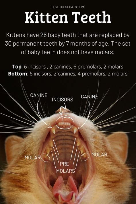 Understanding Kitten Teeth A Guide For Cat Owners