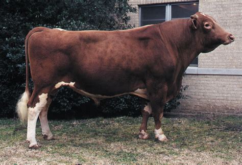 Bull | cattle | Britannica