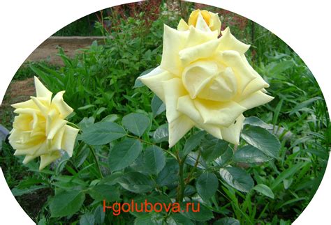 роза Ландора фото | ДОМ, САД, ОГОРОД, КРАСИВЕЙШИЙ ЦВЕТНИК