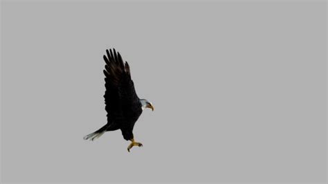 270 Eagle Flying Green Screen Stock Videos And Royalty Free Footage