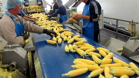 Sweet Corn Processing Line Sweere Youtube