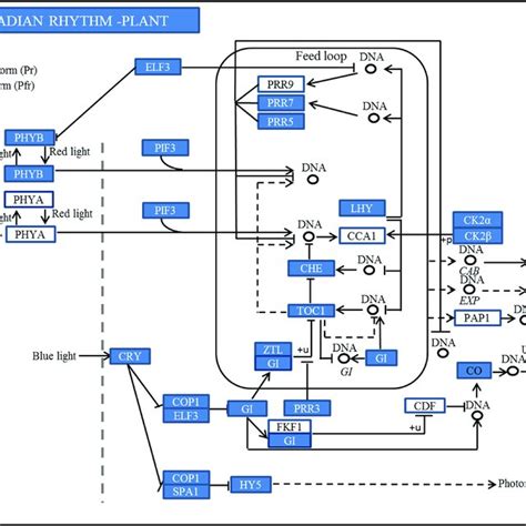 The Plant Circadian Rhythm Pathway Revealed By Kegg Annotation In Three