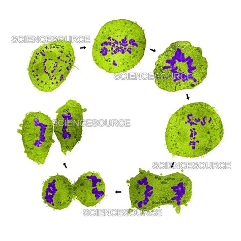 Stages Of Mitosis Tem Stock Image Science Source Images