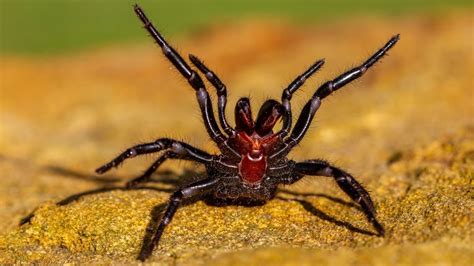 What Is The Deadliest Spider In The World Live Science