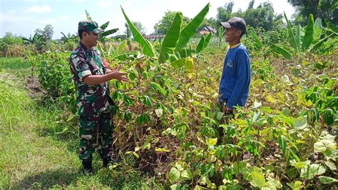 Beri Dorongan Semangat Petani Binaan Dalam Berbudidaya Tanaman Kacang