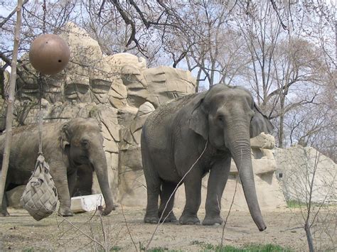 10 Best Zoos In America You Must Visit At Least Once Touristsecrets