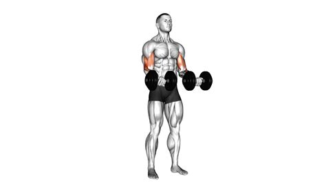 Outer Bicep Exercises To Sculpt And Strengthen Your Arms Workout Guru